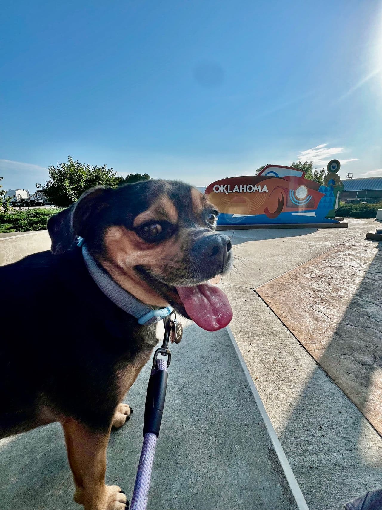 Pet travel photo 1