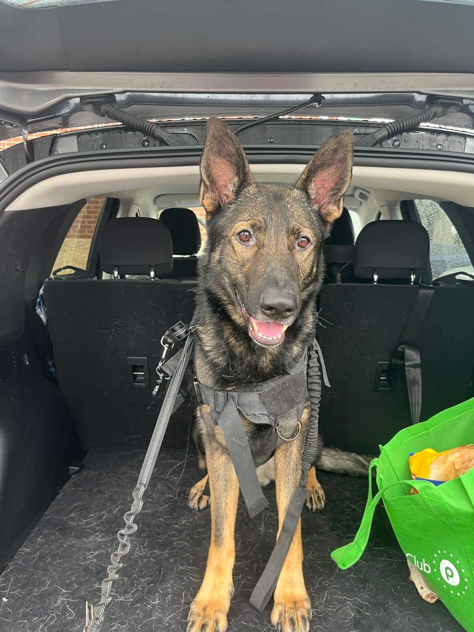 Pet travel photo 5