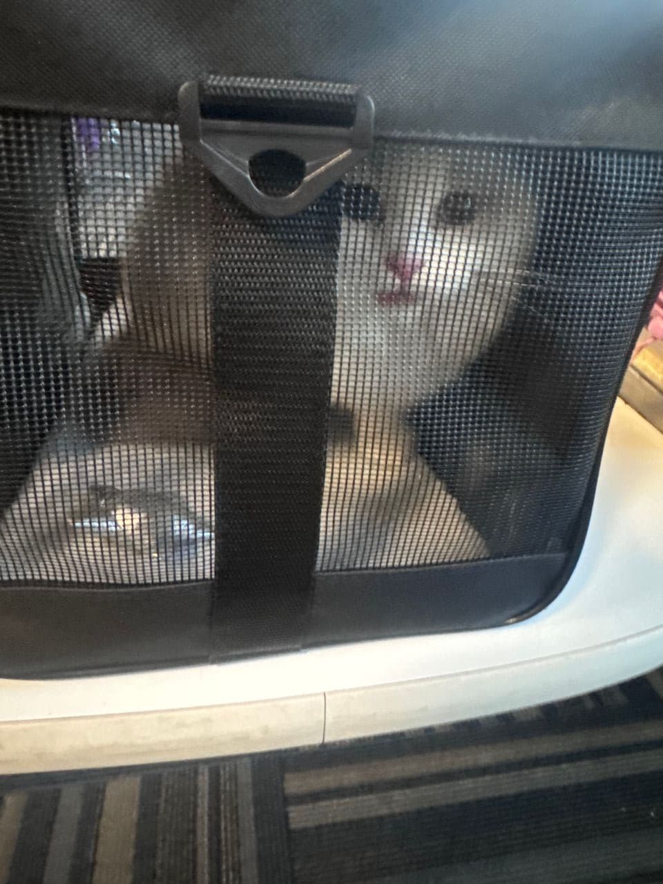 Pet travel photo 2