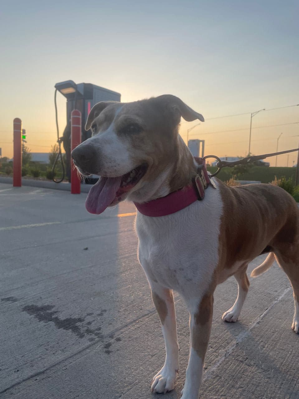 Pet travel photo 1