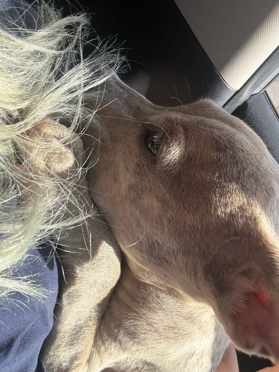 Pet travel photo 5
