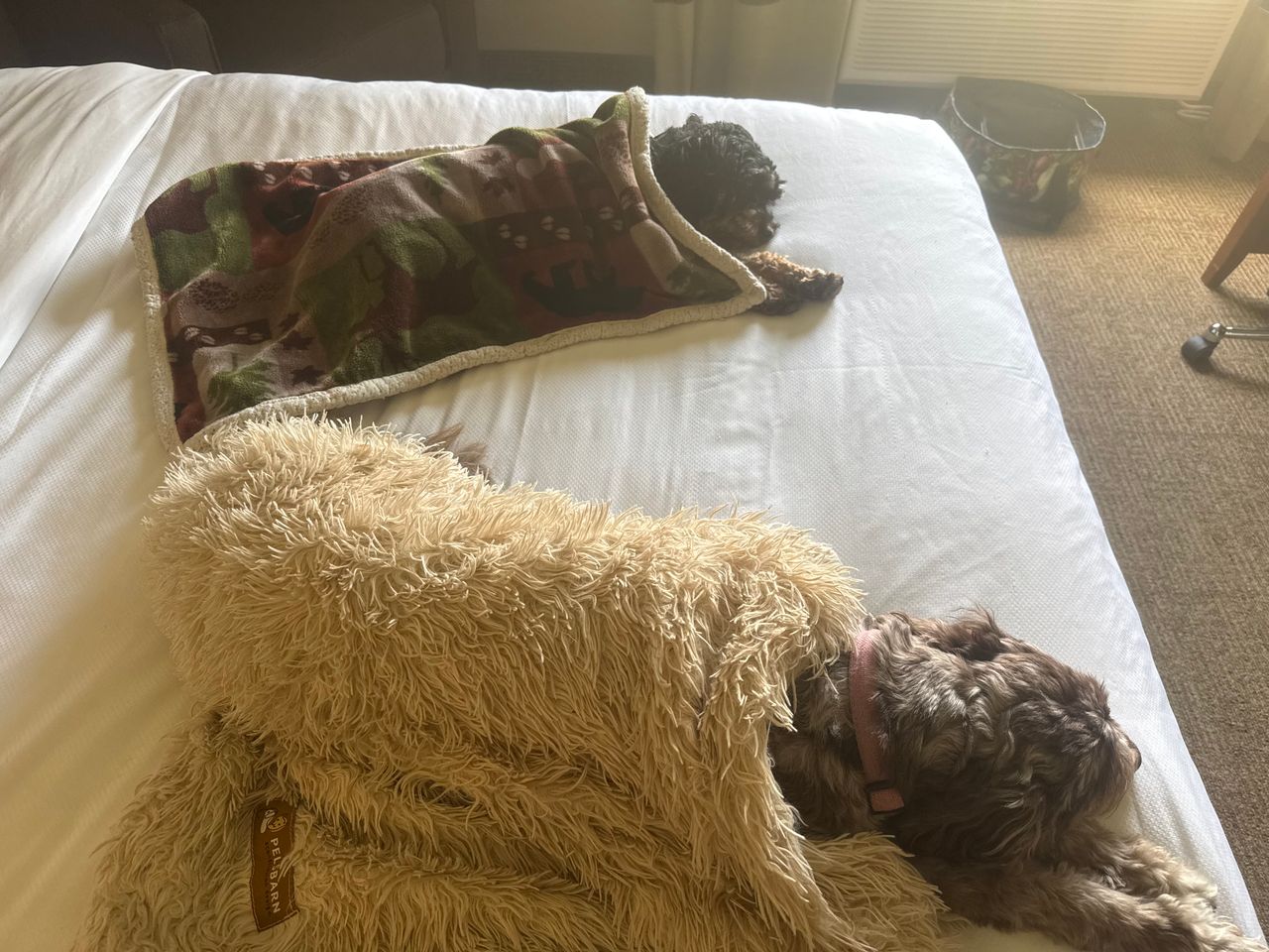 Pet travel photo 4