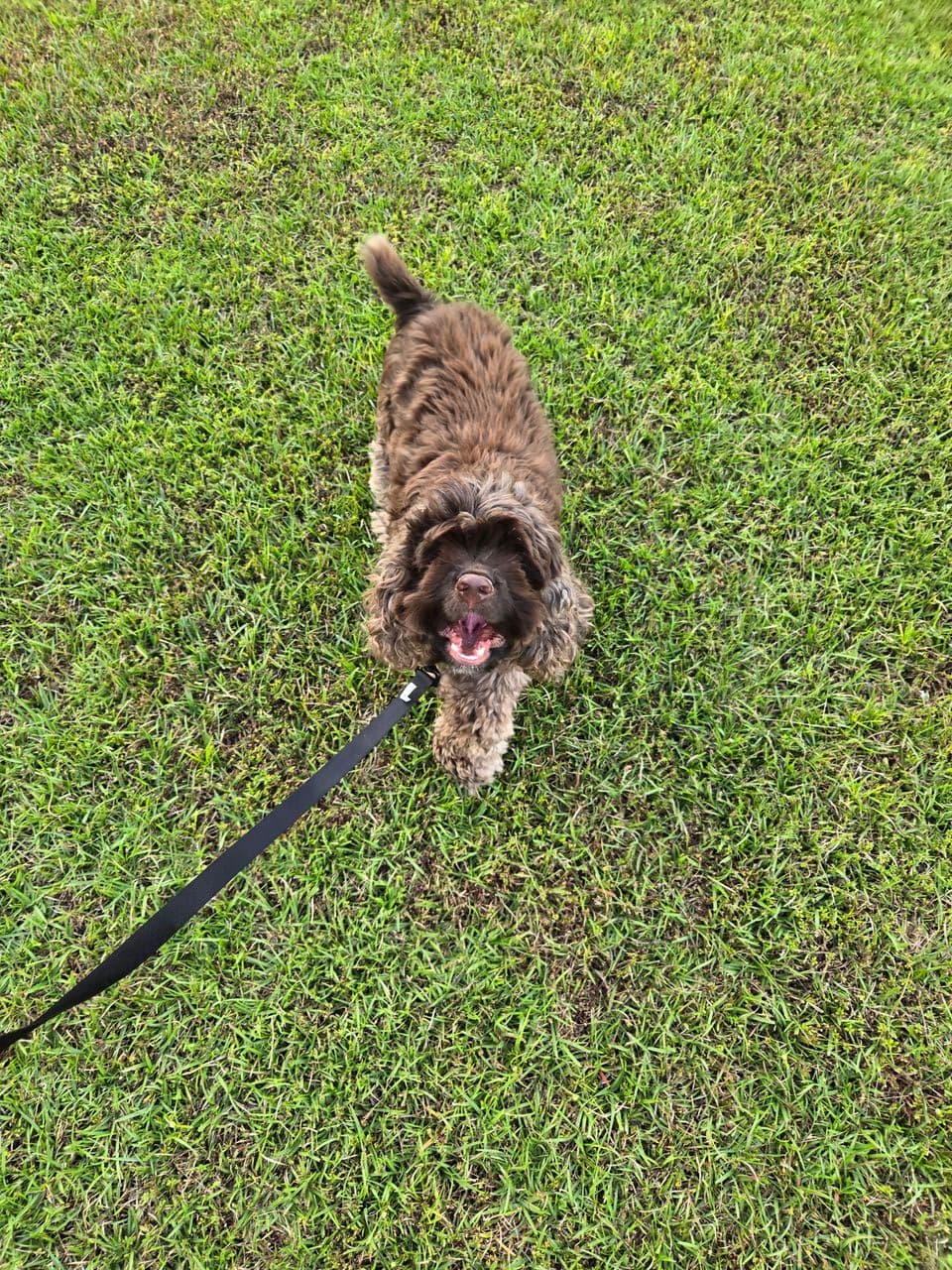 Pet travel photo 4