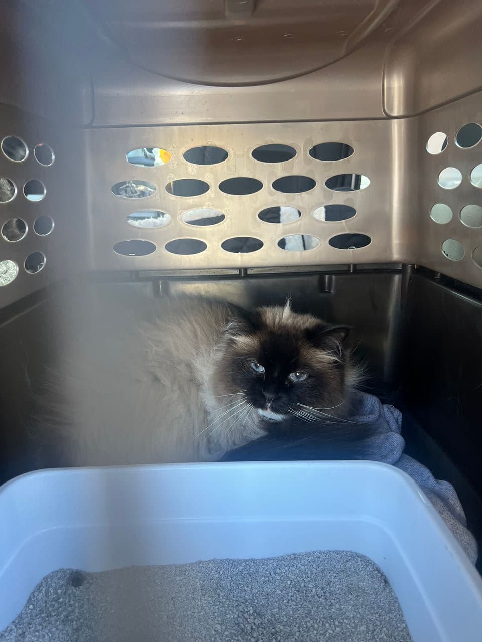 Pet travel photo 2