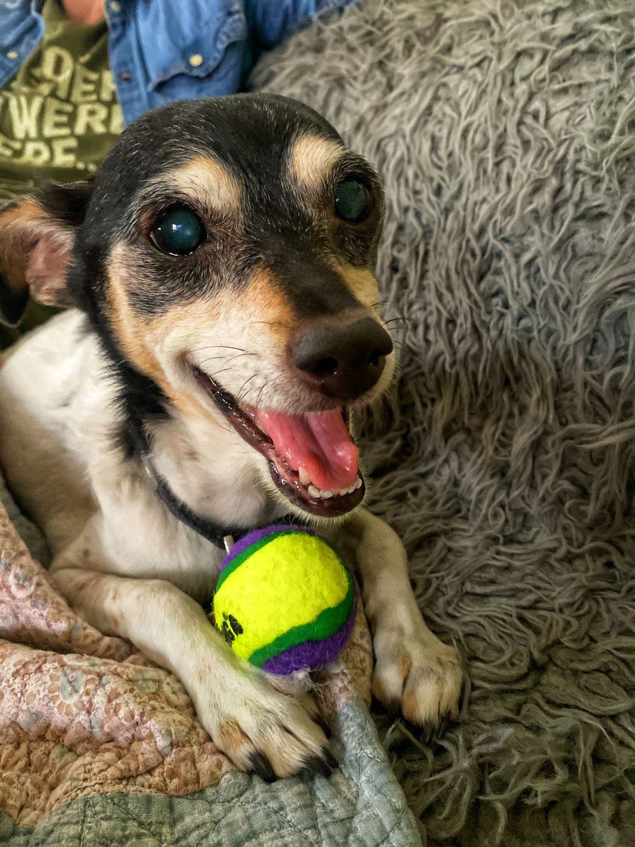 Pet travel photo 1