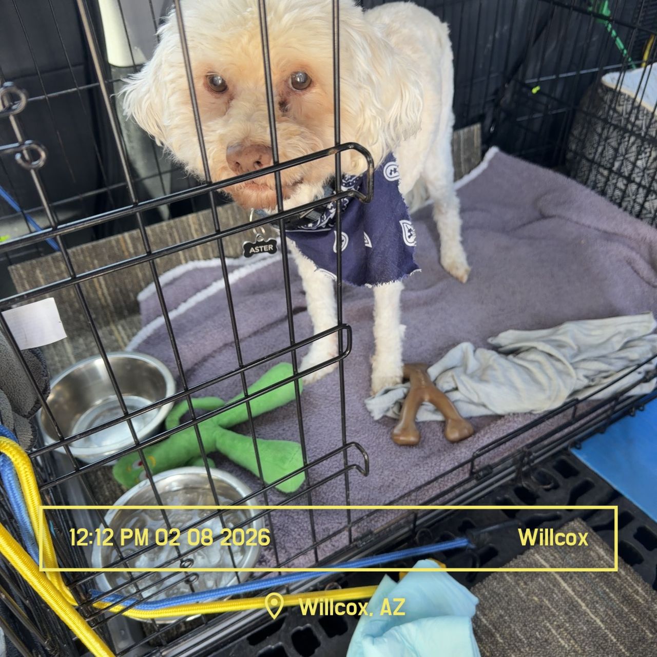 Pet travel photo 3