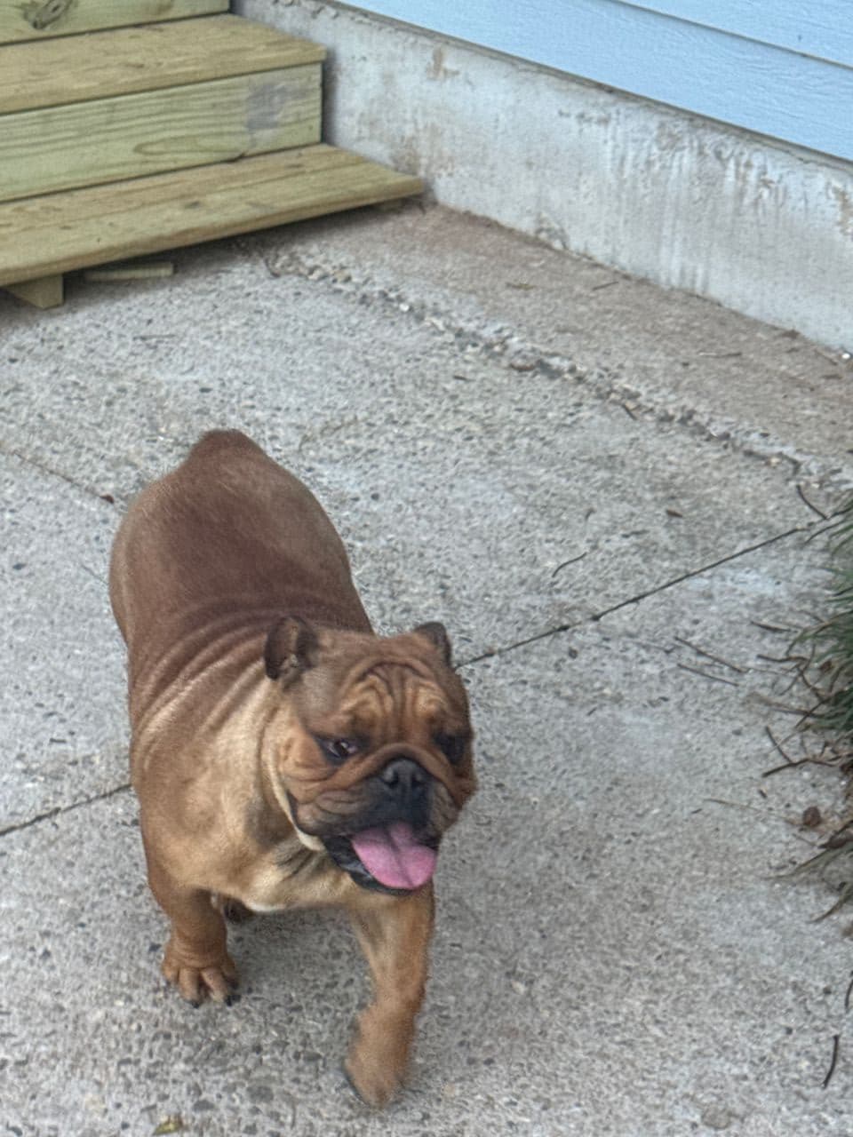 Pet travel photo 2