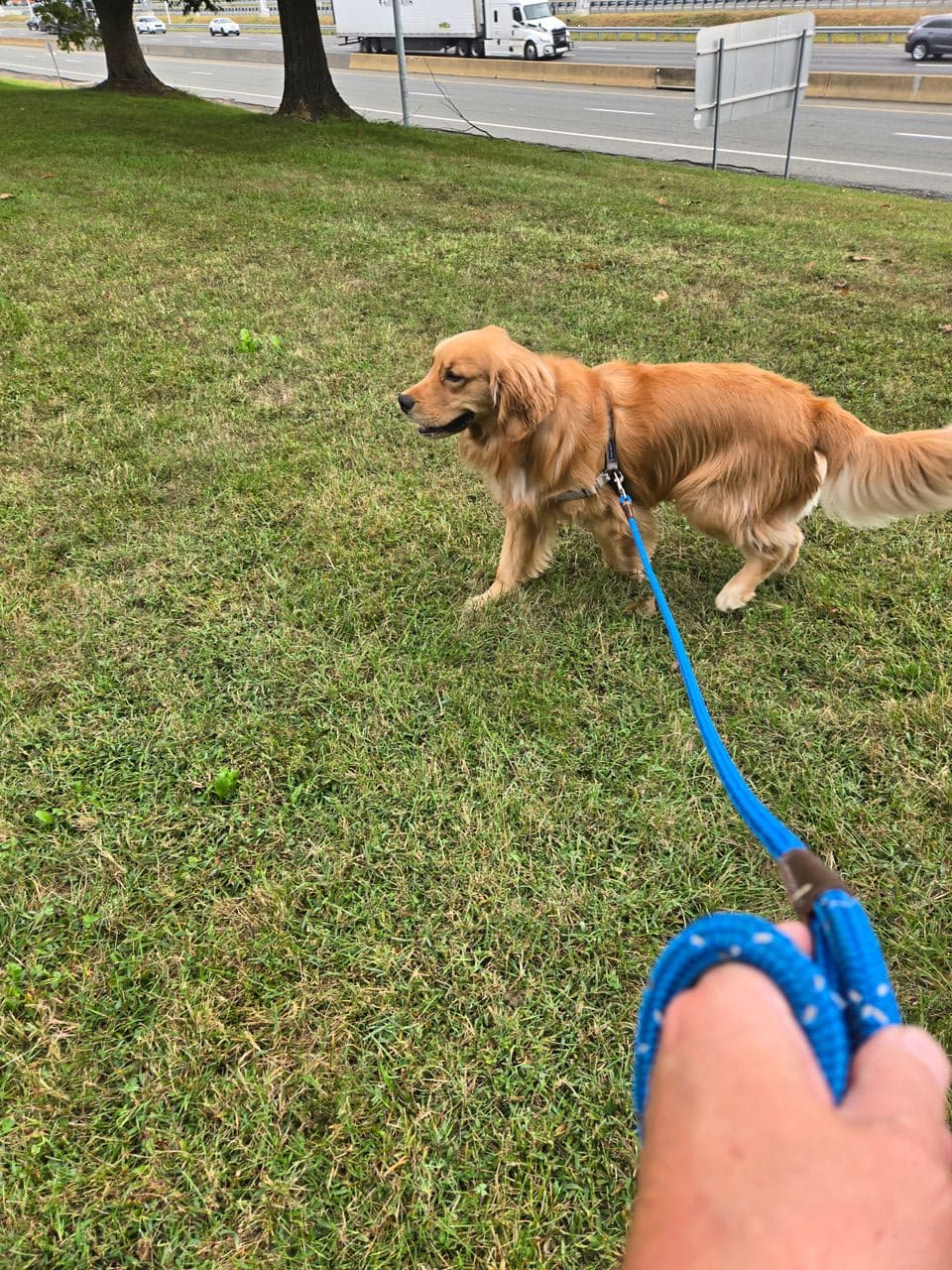 Pet travel photo 5
