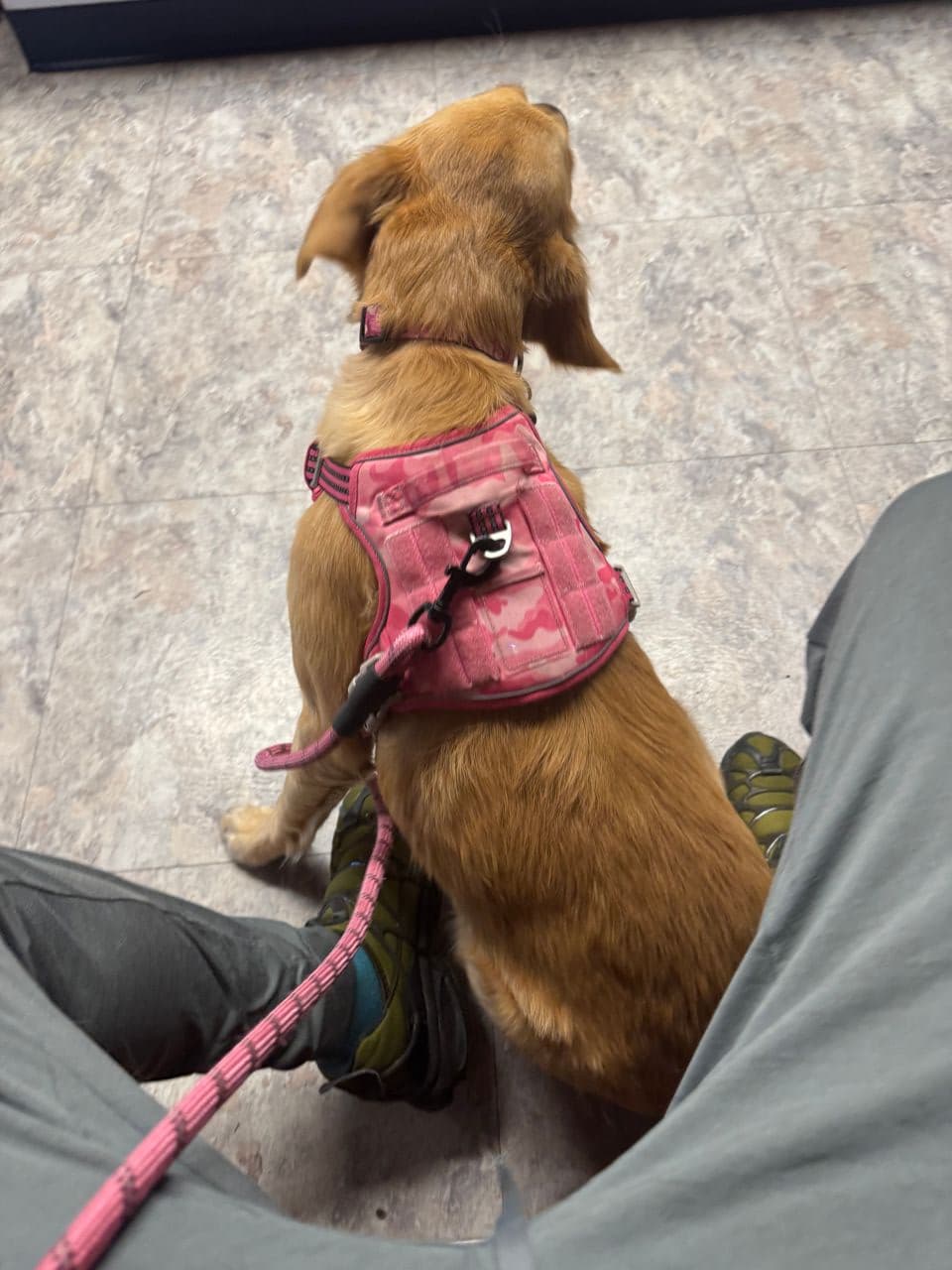 Pet travel photo 1