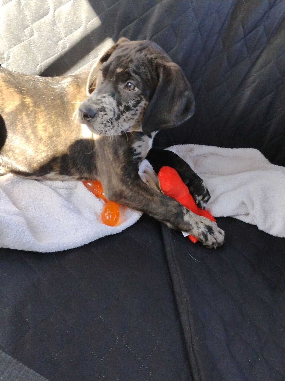 Pet travel photo 4