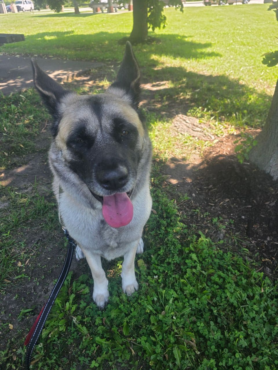 Pet travel photo 6