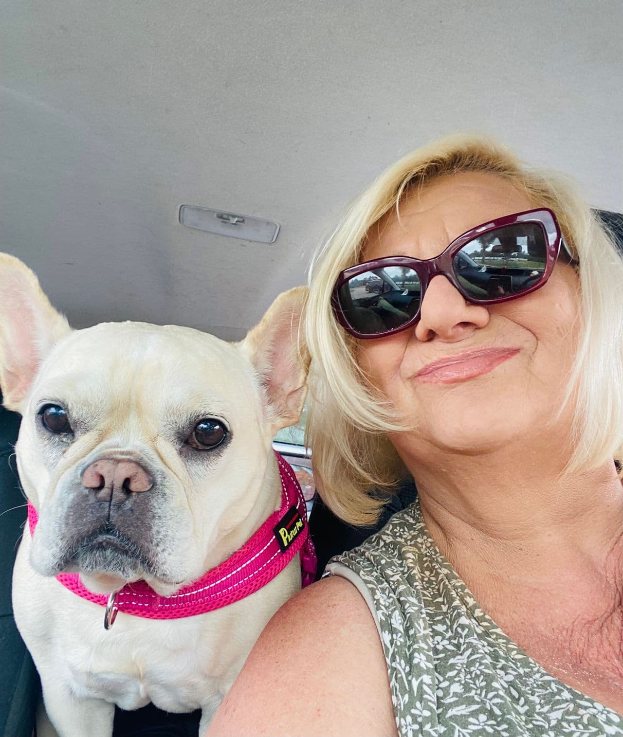 Pet travel photo 1