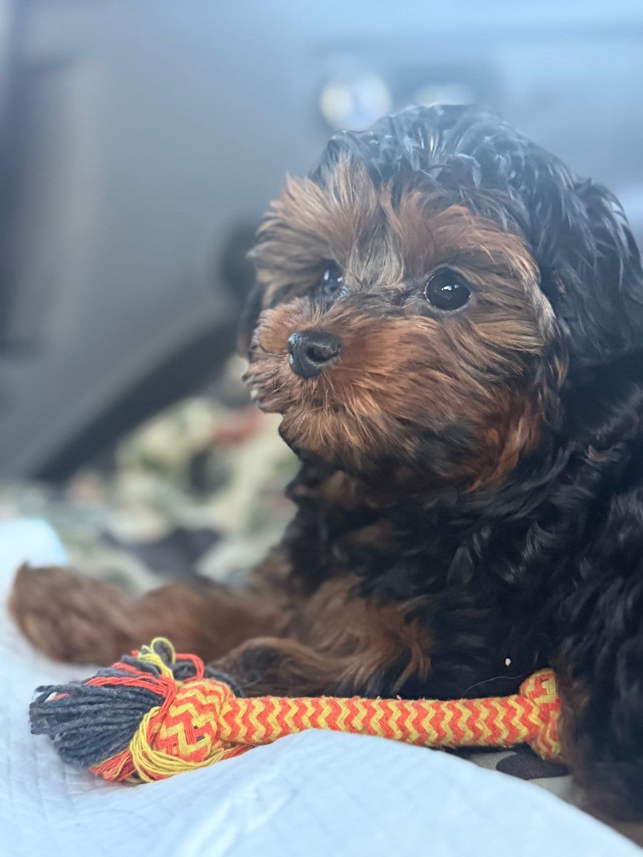 Pet travel photo 6