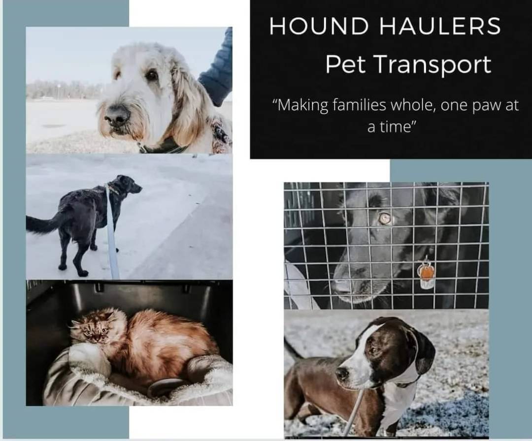 Hound Haulers Pet Transport