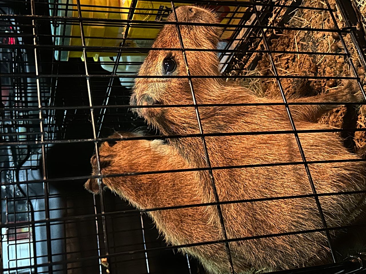 Pet travel photo 6