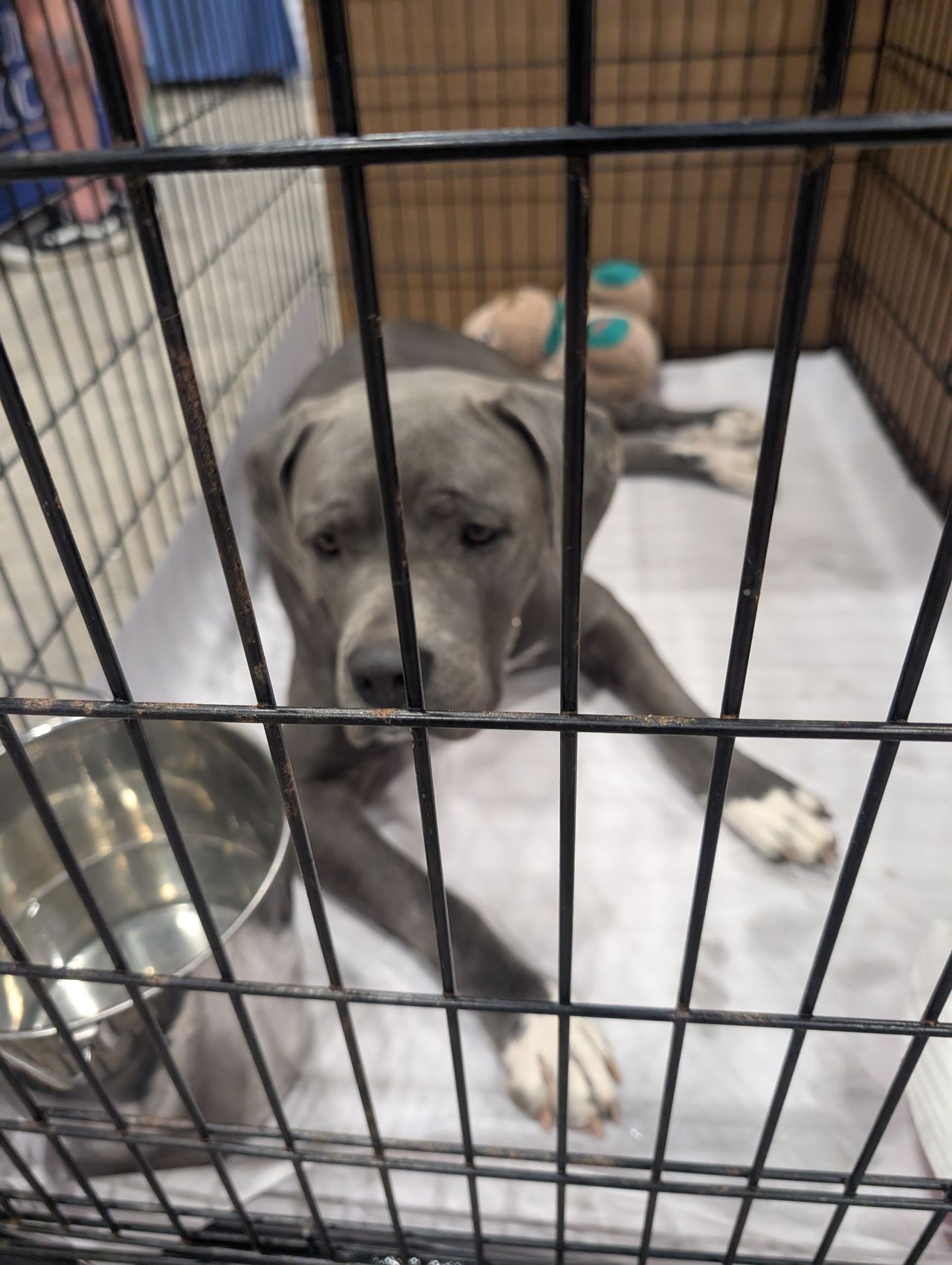 Pet travel photo 2