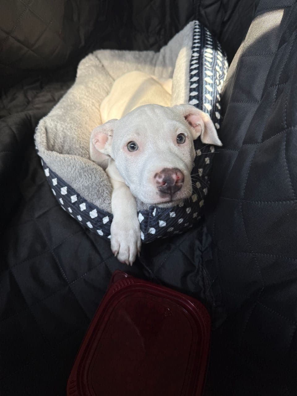 Pet travel photo 4