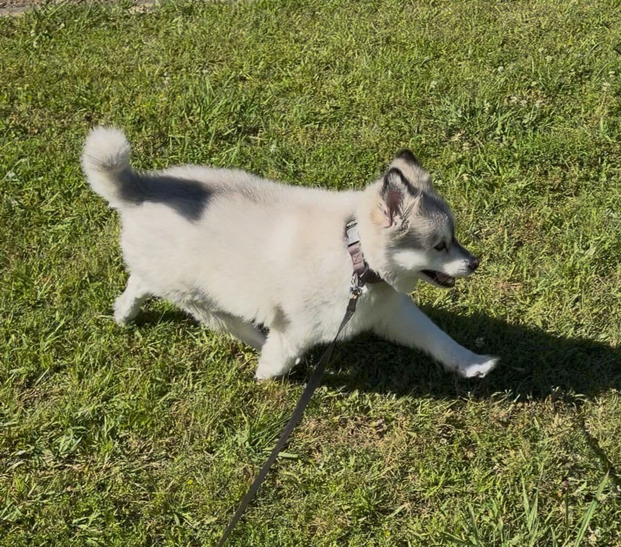 Pet travel photo 4