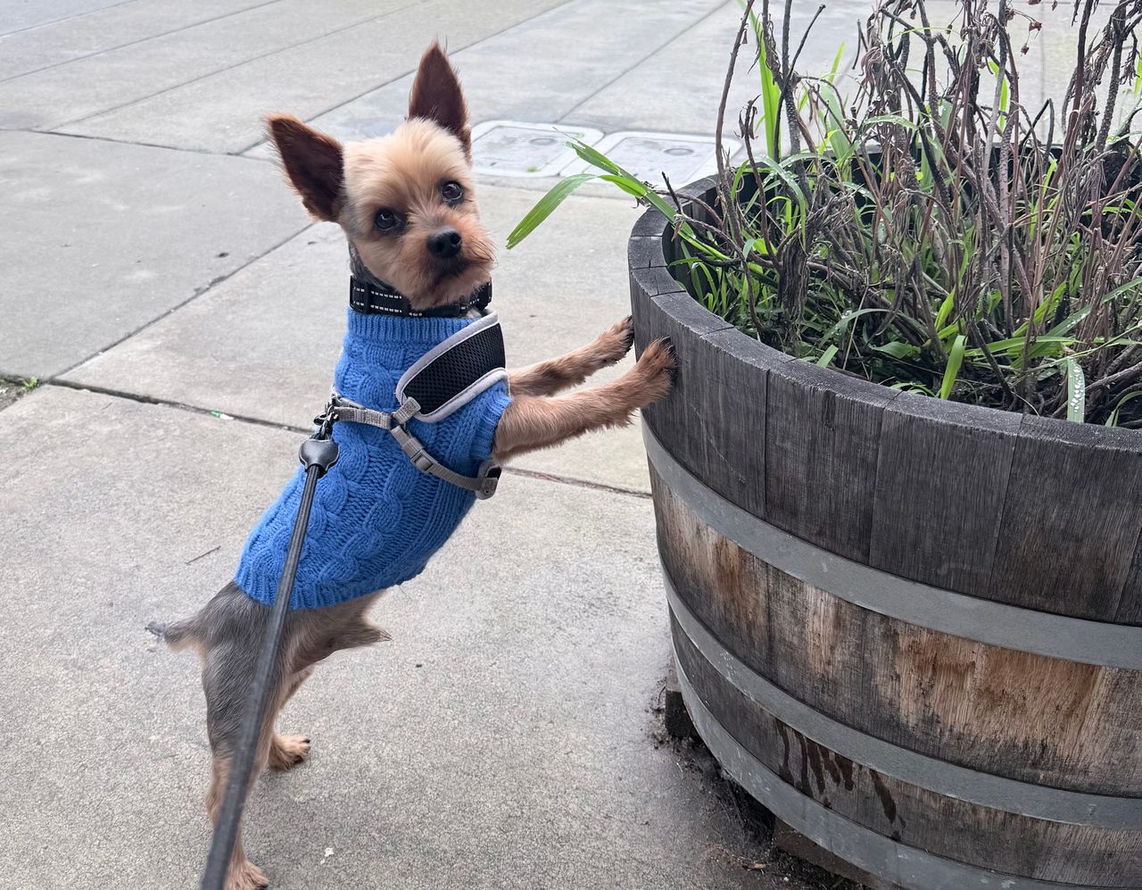 Pet travel photo 1