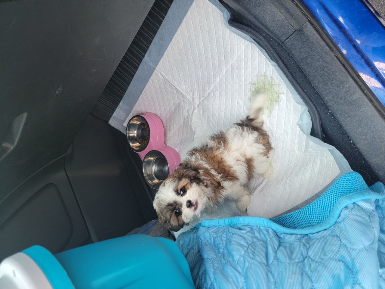 Pet travel photo 3