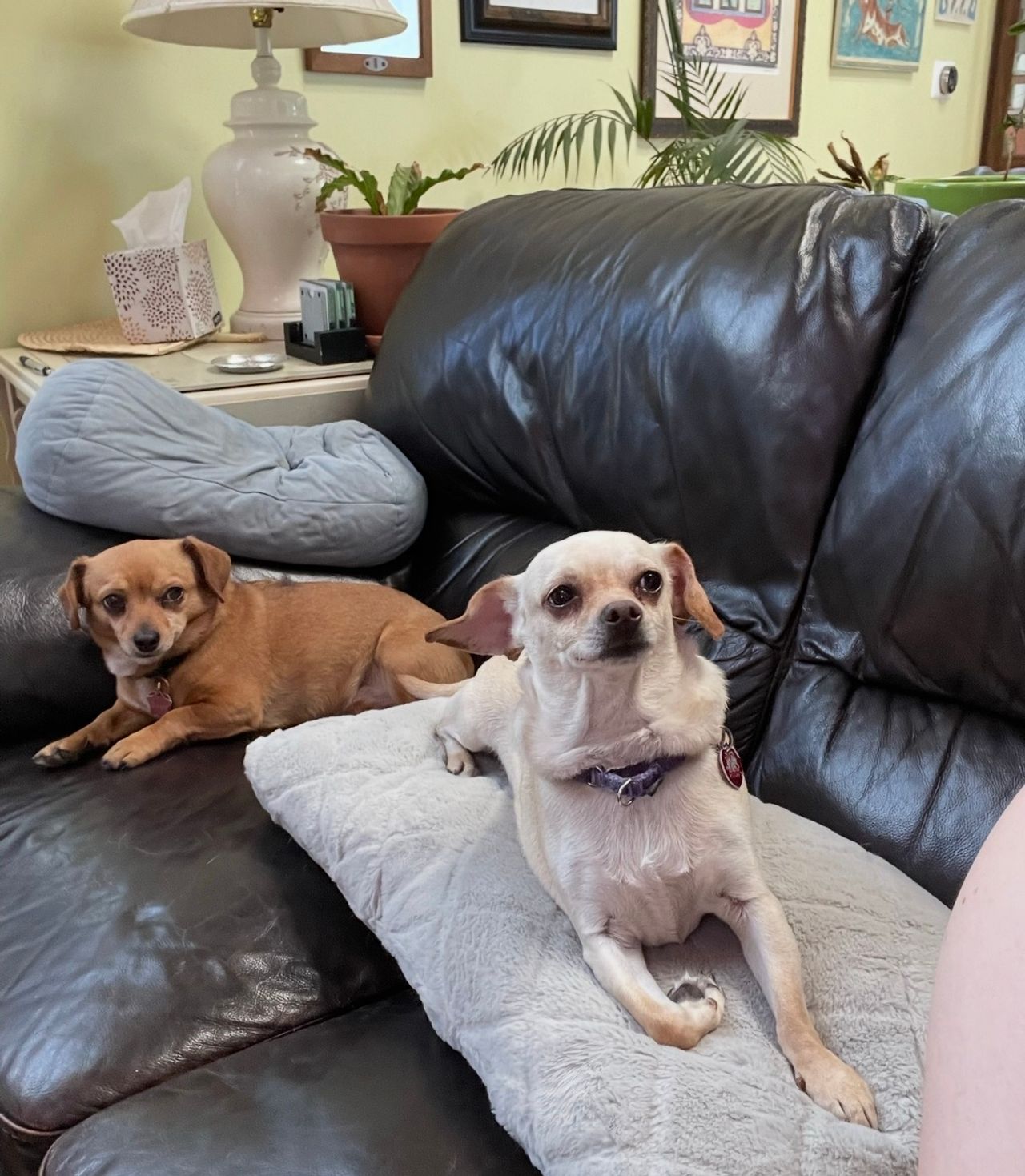 Pet travel photo 6