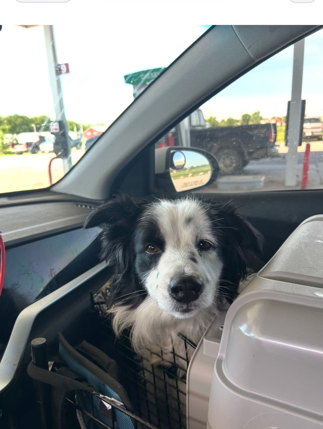 Pet travel photo 5