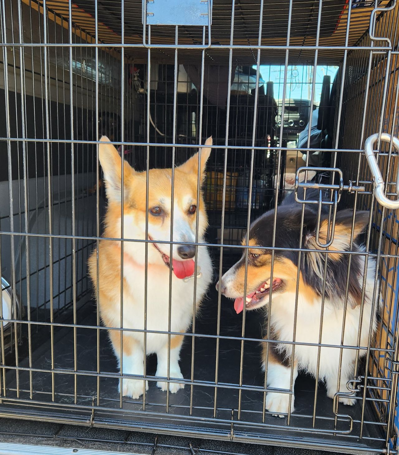 Pet travel photo 3
