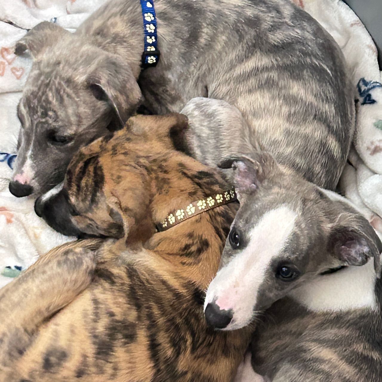 Pet travel photo 1