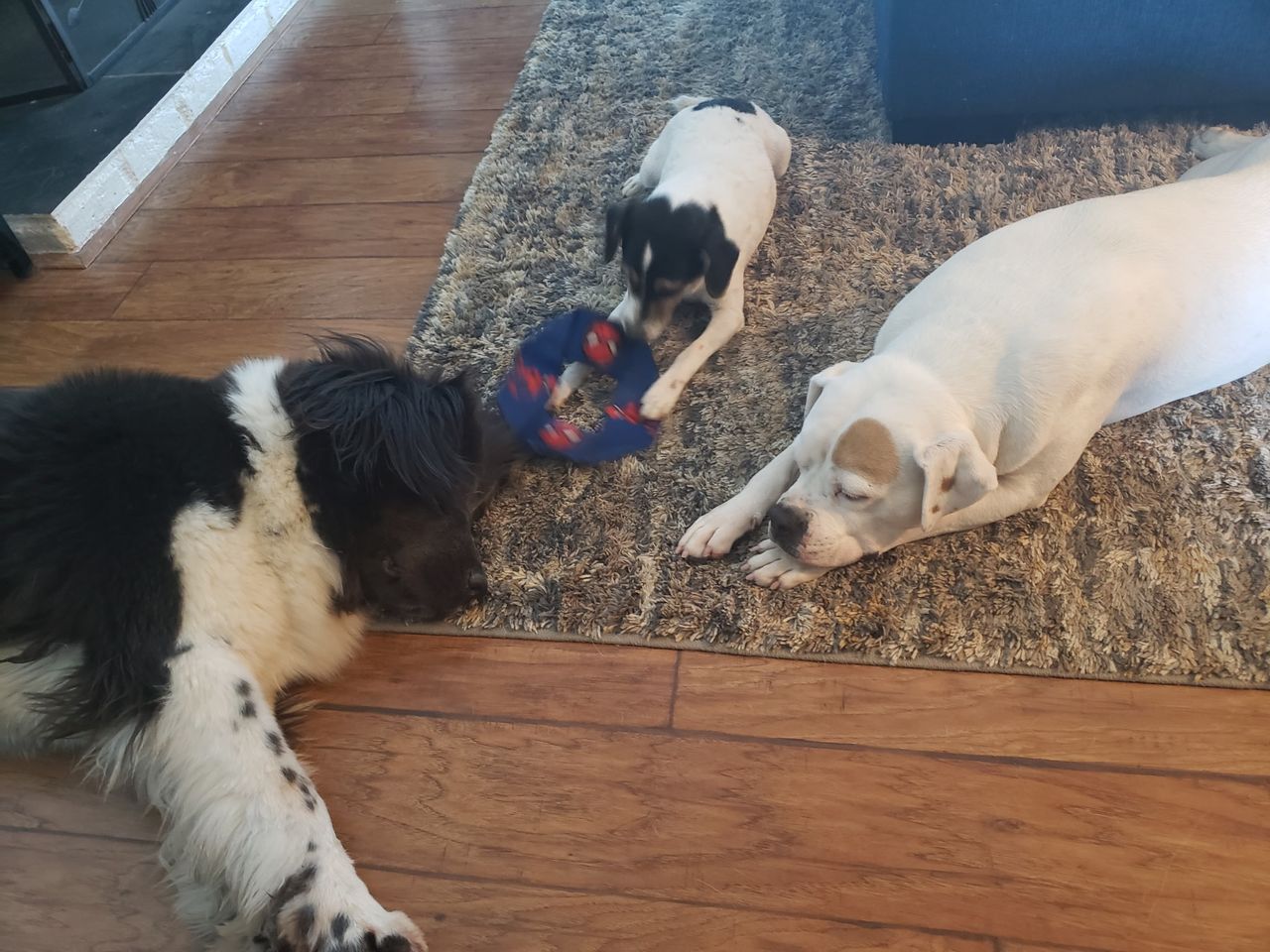 Pet travel photo 2