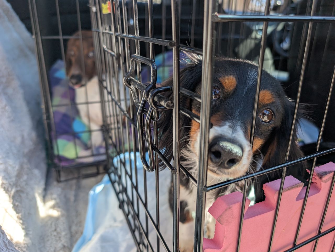 Pet travel photo 4