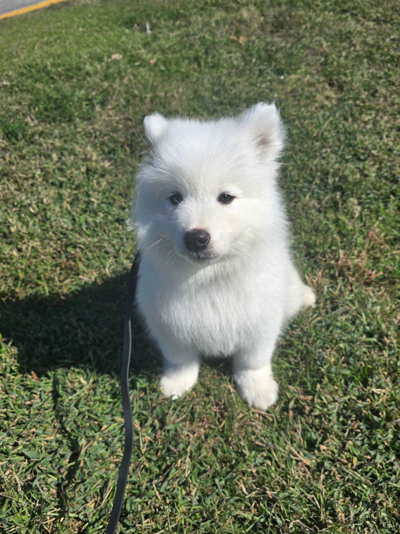 Pet travel photo 3