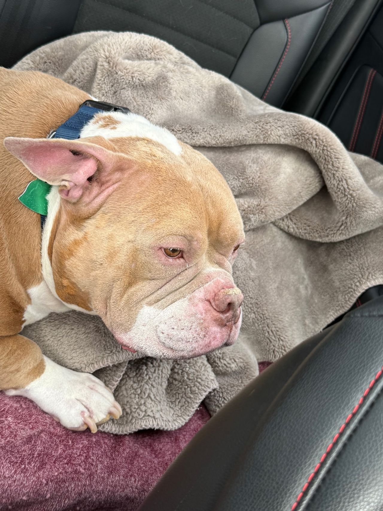 Pet travel photo 3