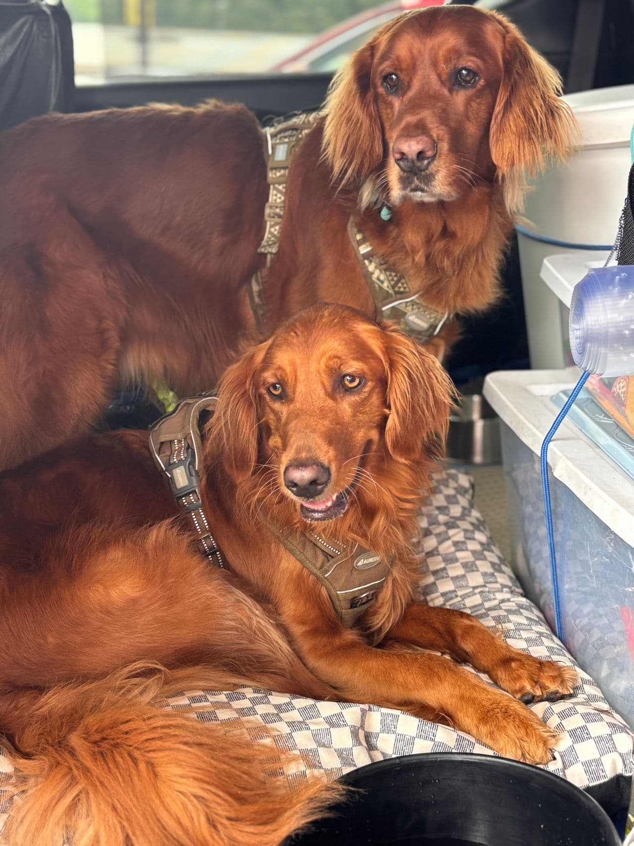 Pet travel photo 2