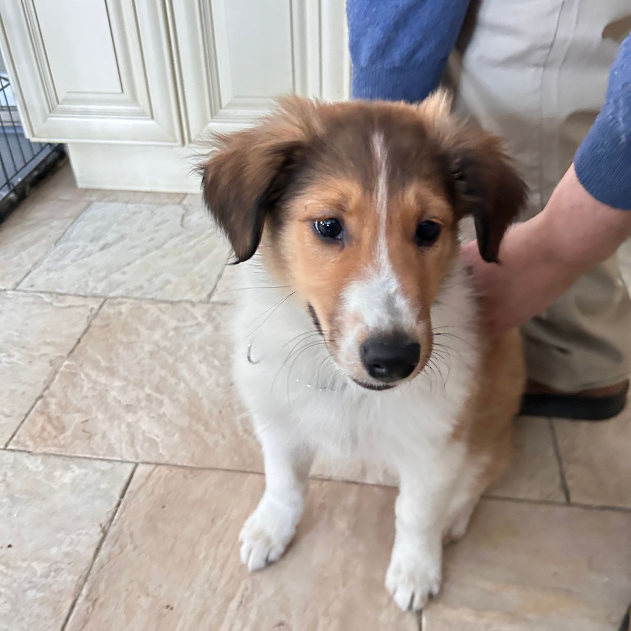 Pet travel photo 3