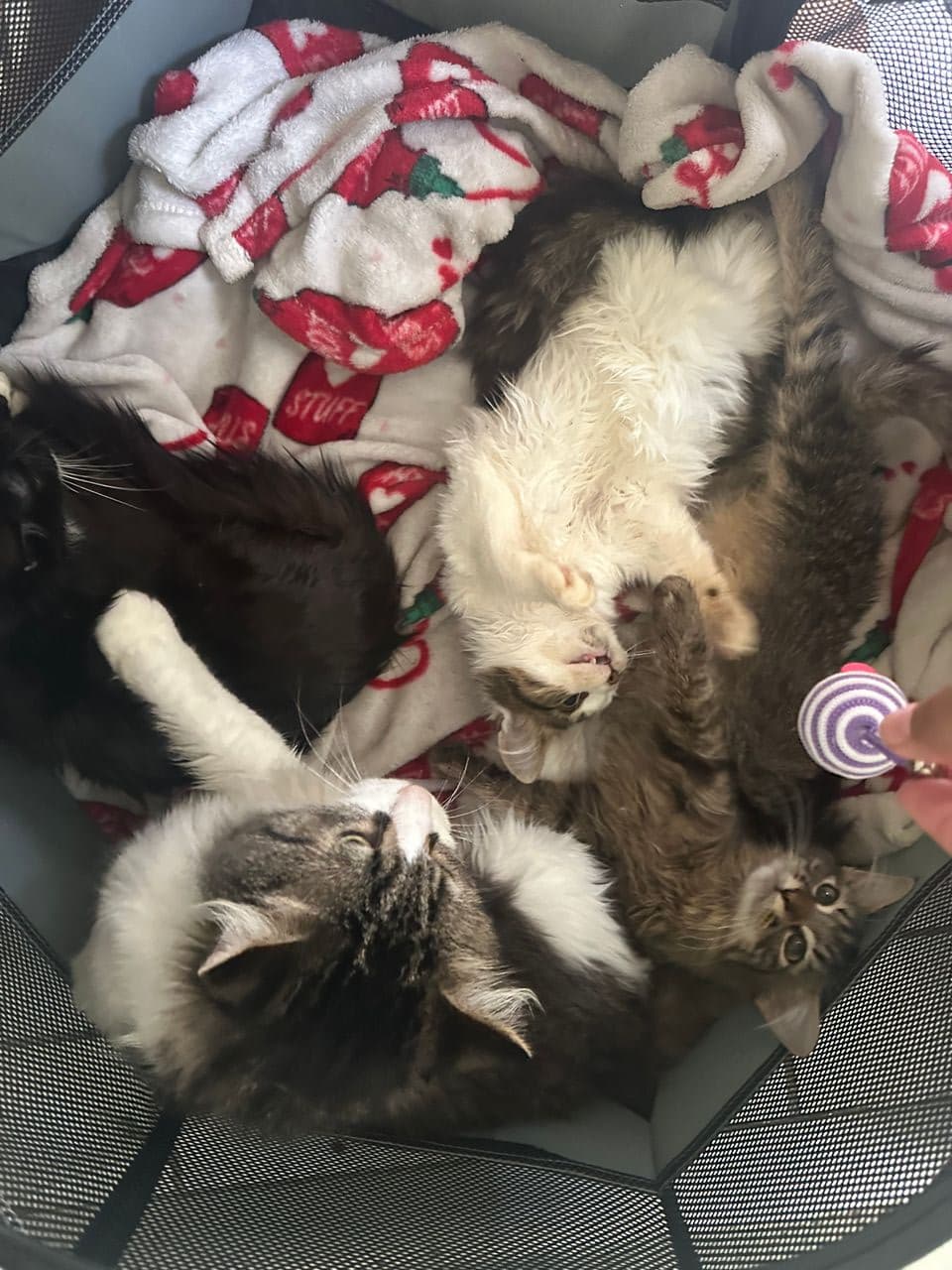 Pet travel photo 2