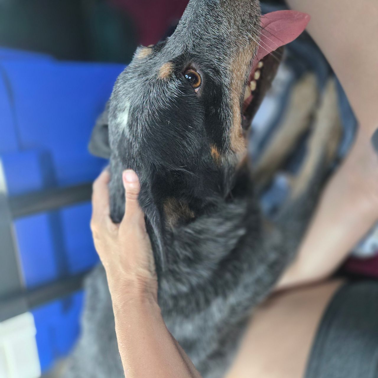 Pet travel photo 1