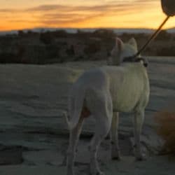 All Aboard Transports