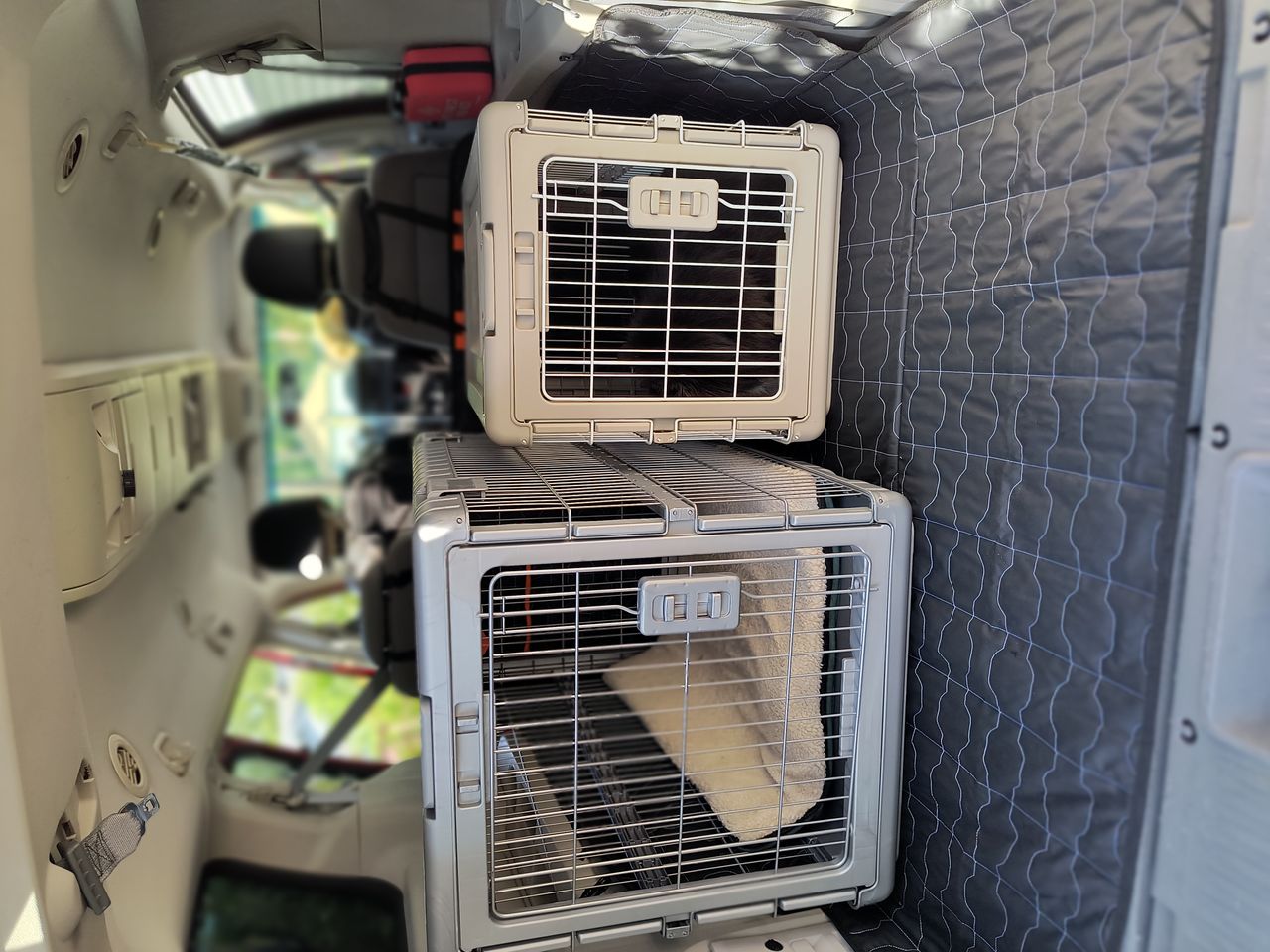 Pet travel photo 3