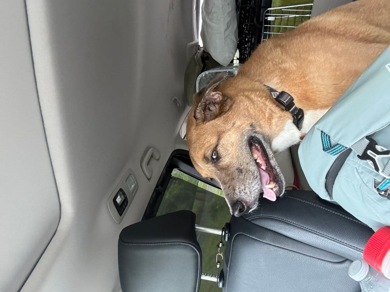 Pet travel photo 5