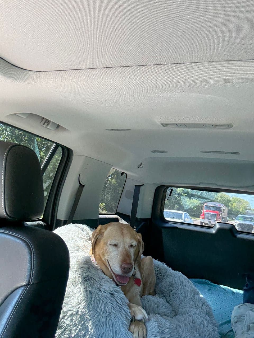 Pet travel photo 3