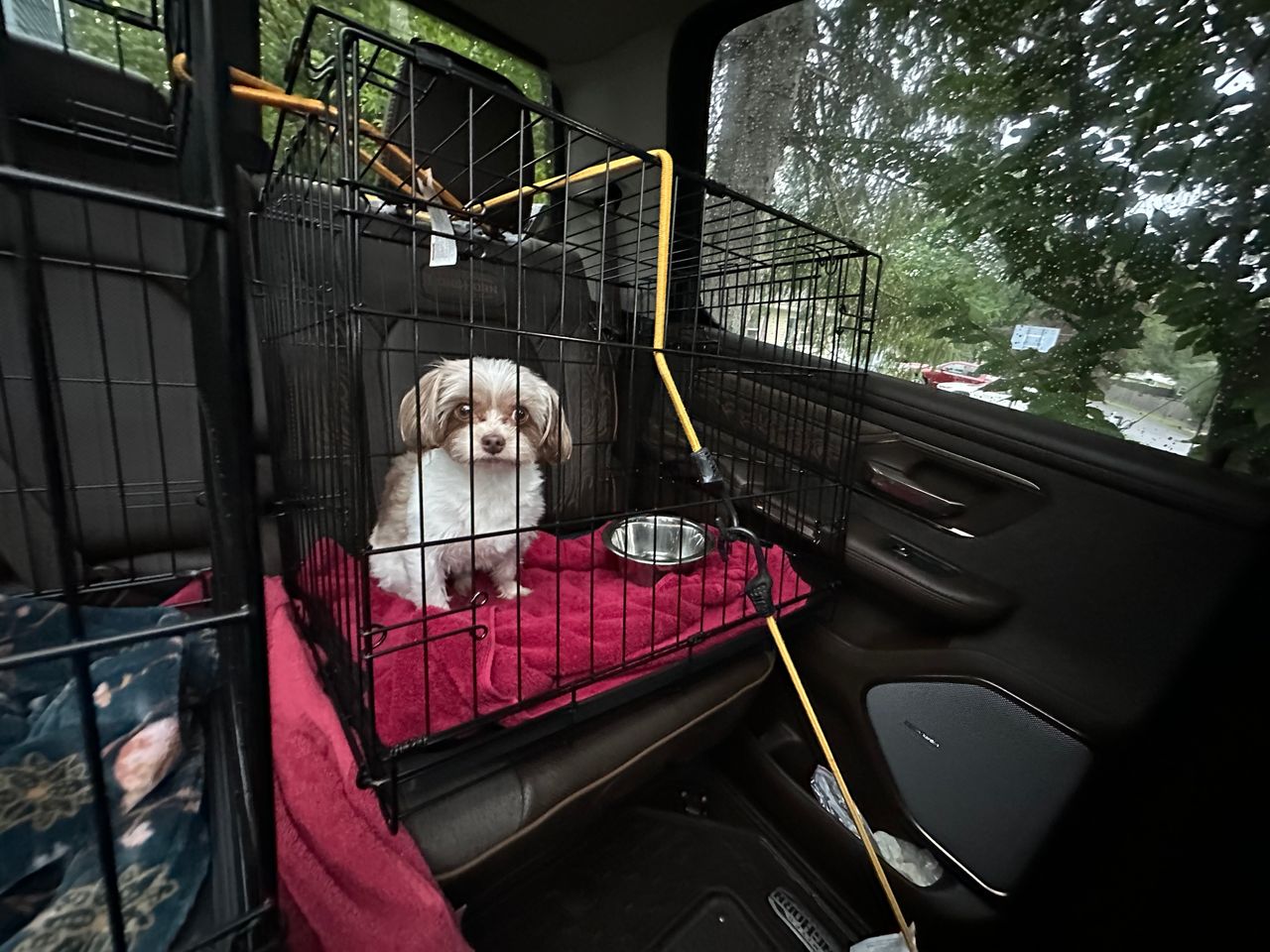 Pet travel photo 2