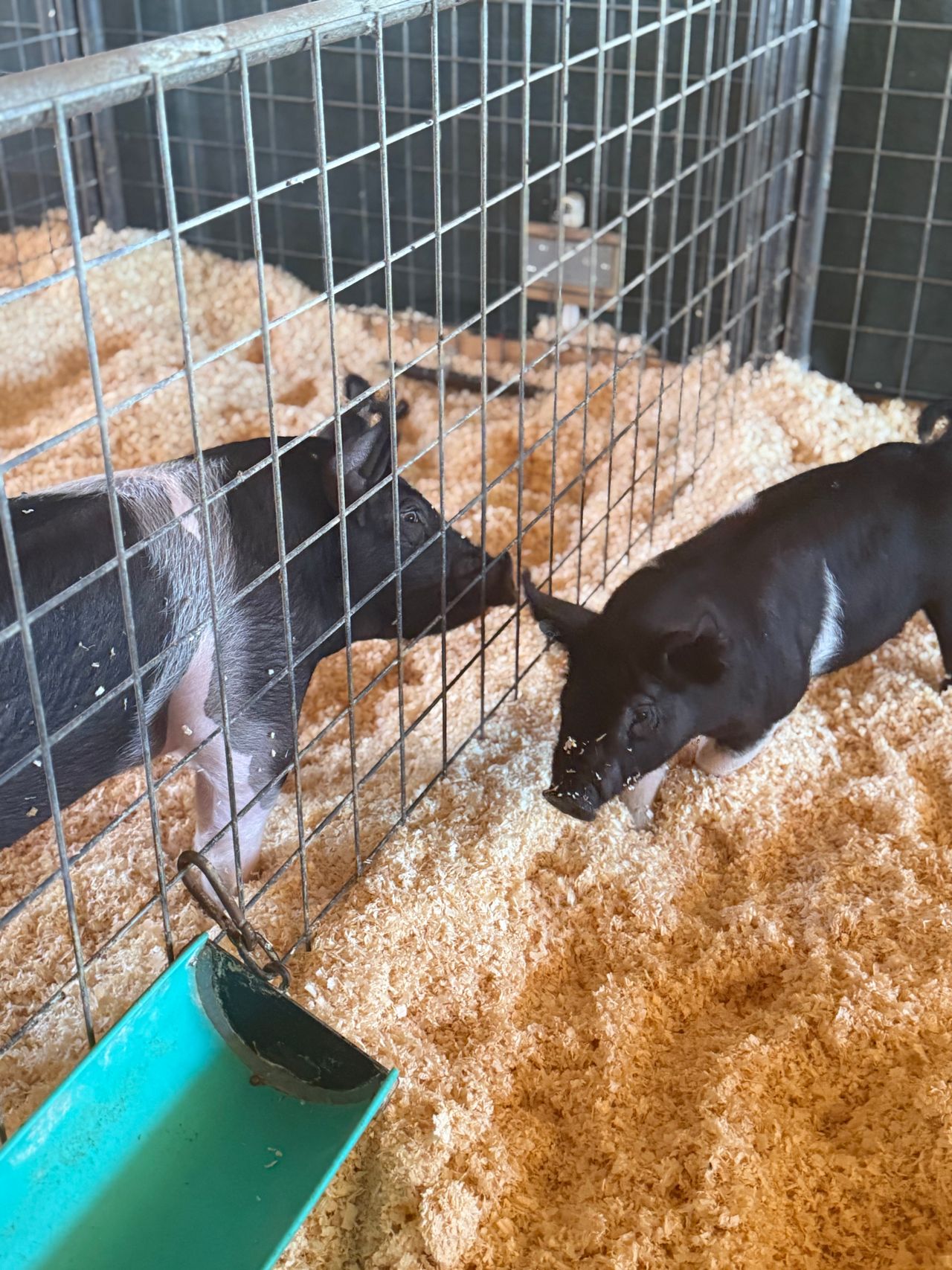 Pet travel photo 3