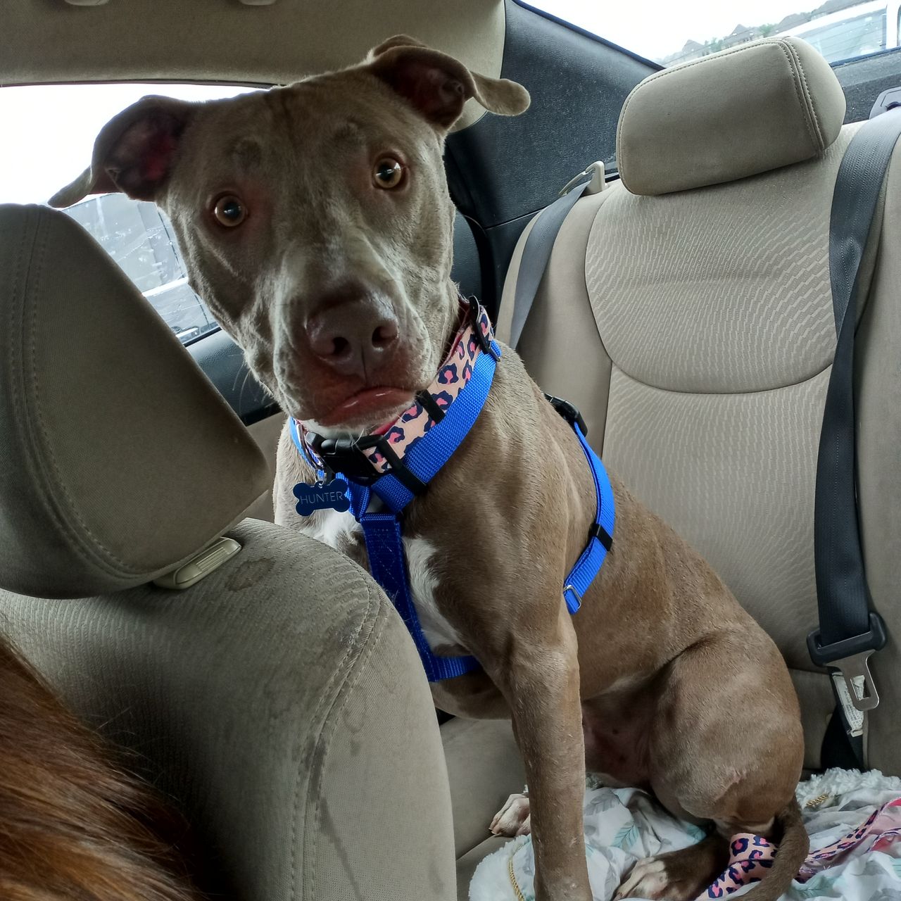 Pet travel photo 2