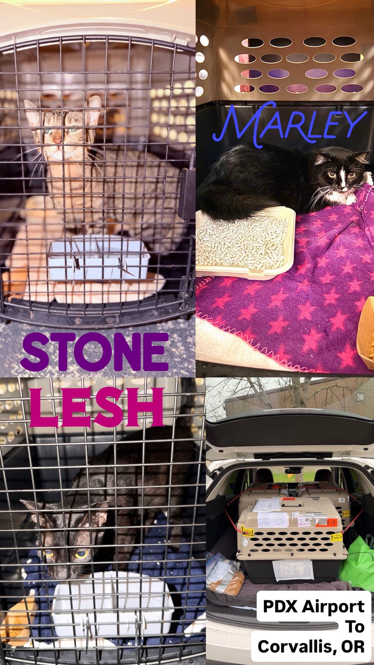 Pet travel photo 2