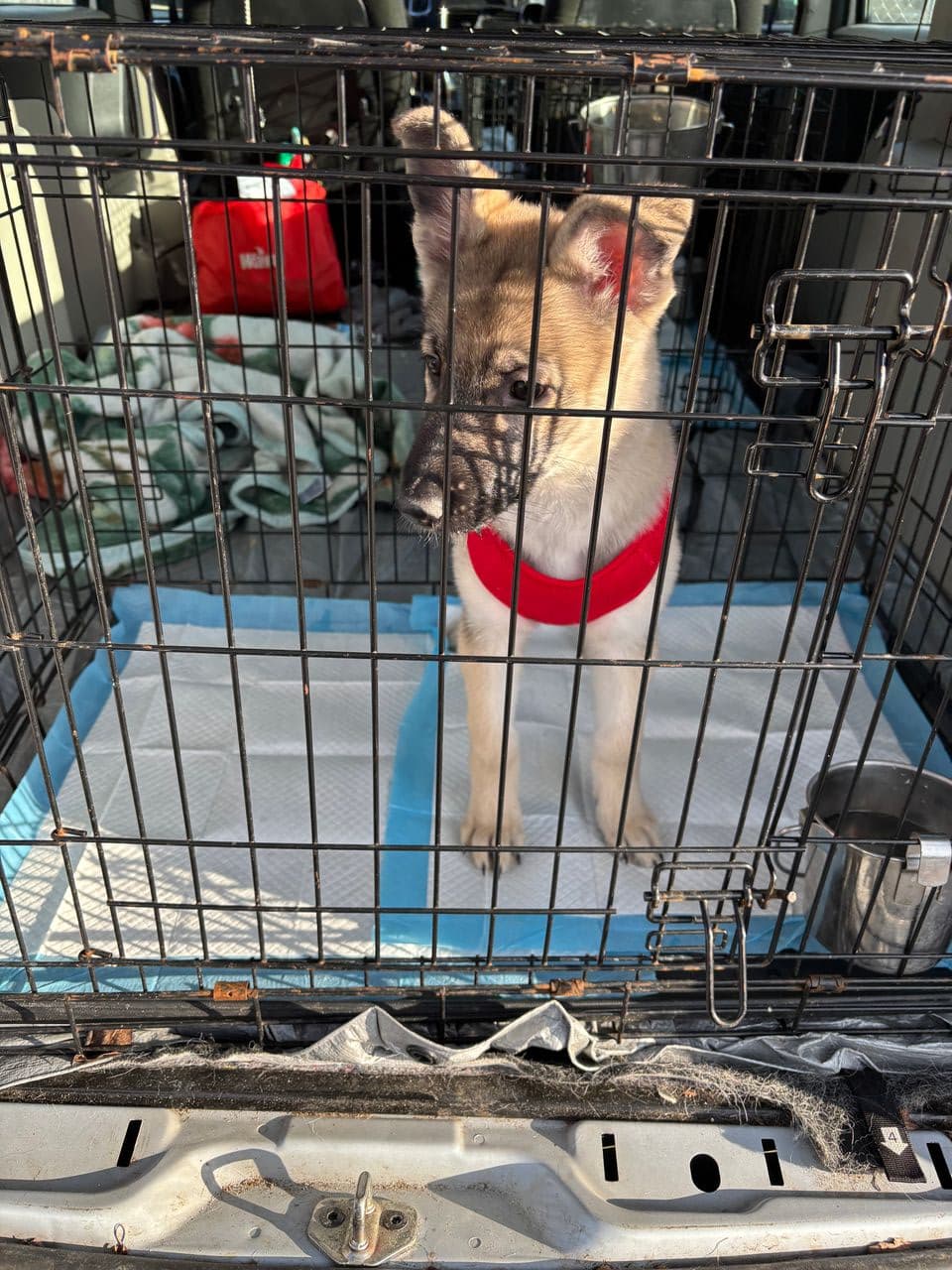 Pet travel photo 1