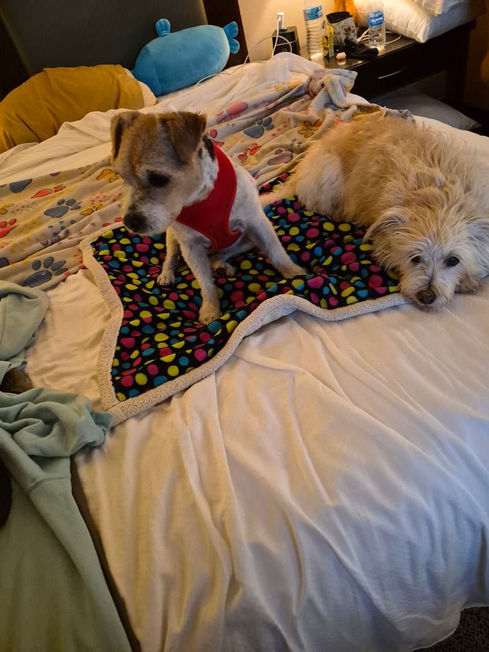 Pet travel photo 1