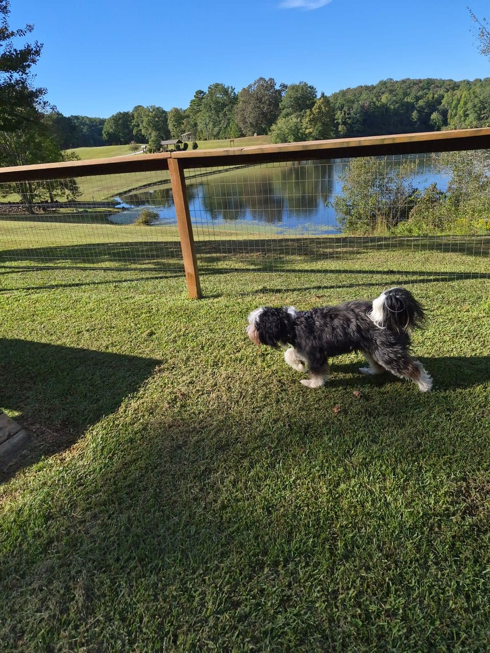 Pet travel photo 4