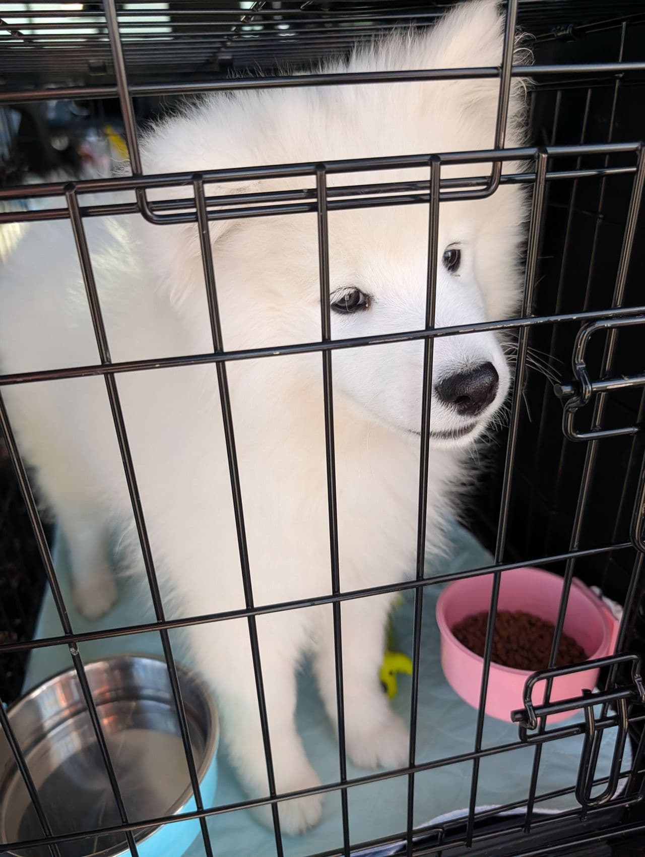 Pet travel photo 3