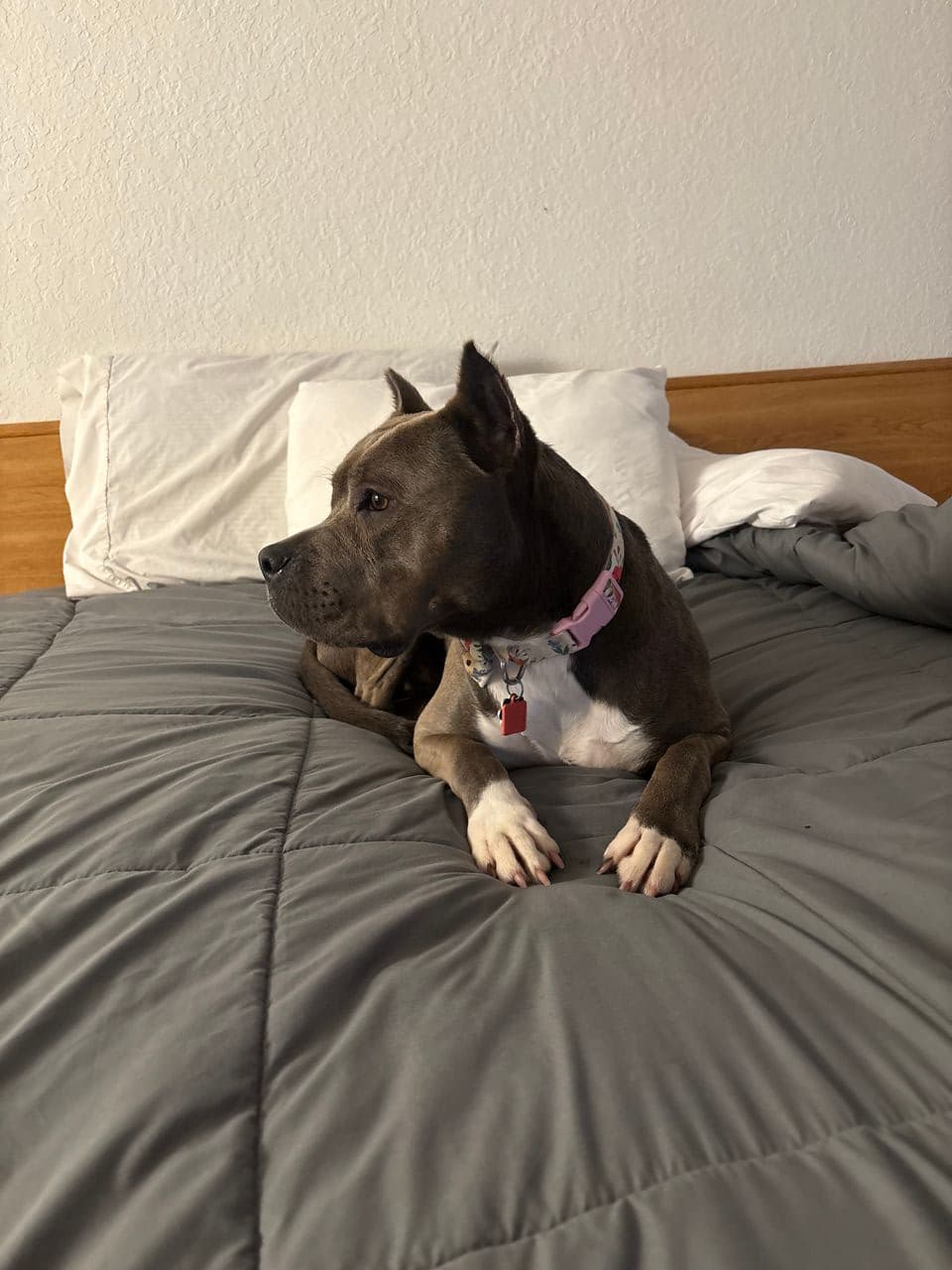 Pet travel photo 4