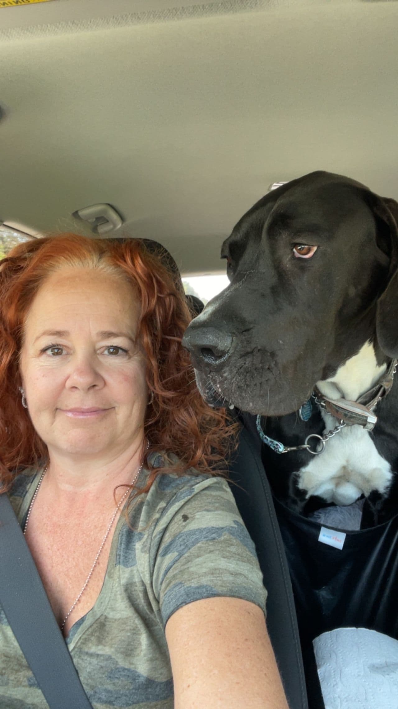 Pet travel photo 2
